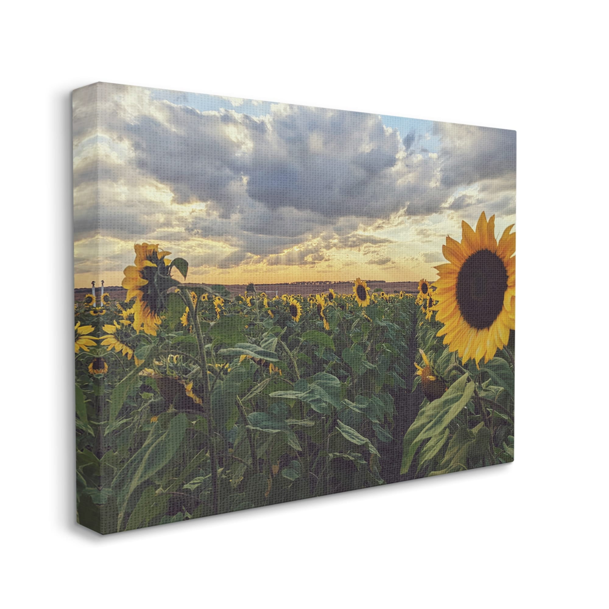 Stupell Industries Sunny Sunflower Patch Field Panoramic Cloudy Sky Canvas Wall Art, 40 x 30, Design by Kali Wilson