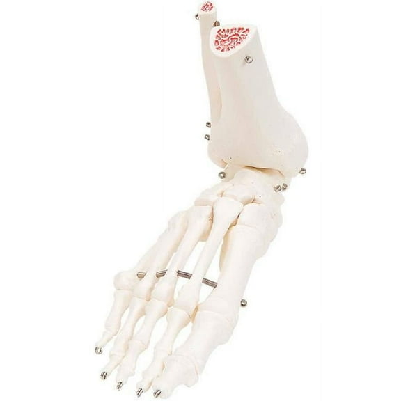Fabrication B2138143 3B Anatomical Model - Loose Bones, Foot Skeleton with Ankle, Right