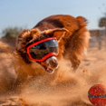 thumbnail image 3 of Dog Goggles  Portable Dogs Eyes Protection with Adjustable Strap  Windproof Goggles Dog Sunglasses with Breathable Mesh and Spherical Lens for Outdoor Riding Driving Hiking Camping (Large, 3 of 3