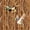 Terracotta, variant on Manfei Rustic Animal Mallard Shower Curtain 72Wx72L,Farmhouse Bird Bathroom Curtain