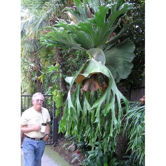Staghorn Fern-Assorted-Unique Indoor Plant 12" Hanging Basket