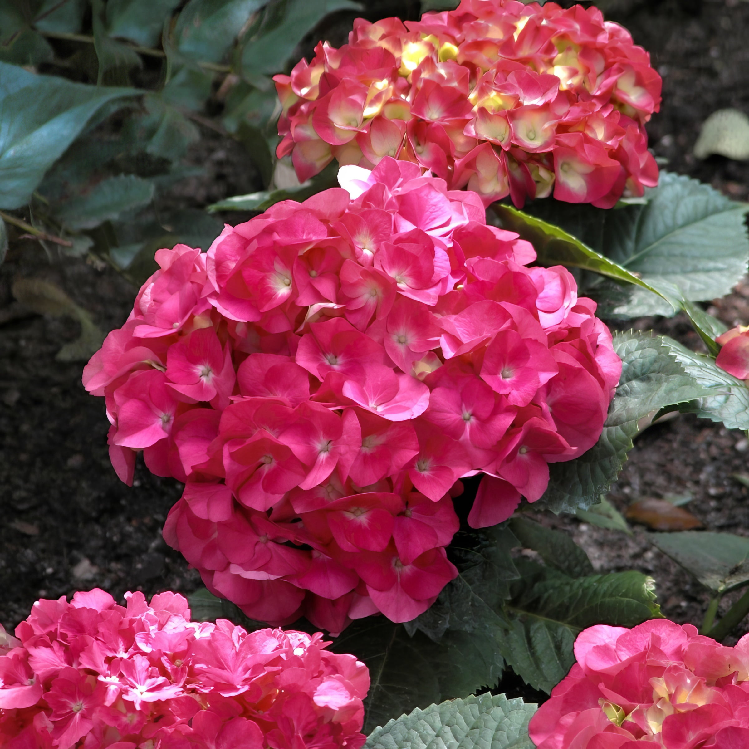 4" Hydrangea '3N1' Live Shrub with Partial Sunlight (3-Pack)