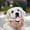 B, variante sur TIELUTT Jouets à Mâcher Durables pour Chiens Mâcheurs Agressifs Jouets Interactifs de Nettoyage des Dents pour Animaux Jouets de Dentition pour Chiots Jouet d'Os Durable pour Chiens Anniversaire Chiot Orteils pour Grands Chiens Y Mâcher Mâcher pour Chiot
