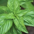 thumbnail image 3 of Burpee Organic Sweet Basil Herb Seed, 1-Pack, 3 of 6