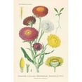 thumbnail image 3 of Wild Apple Portfolio 13x18 Black Modern Framed Museum Art Print Titled - Antique Botanical XL Light, 3 of 5