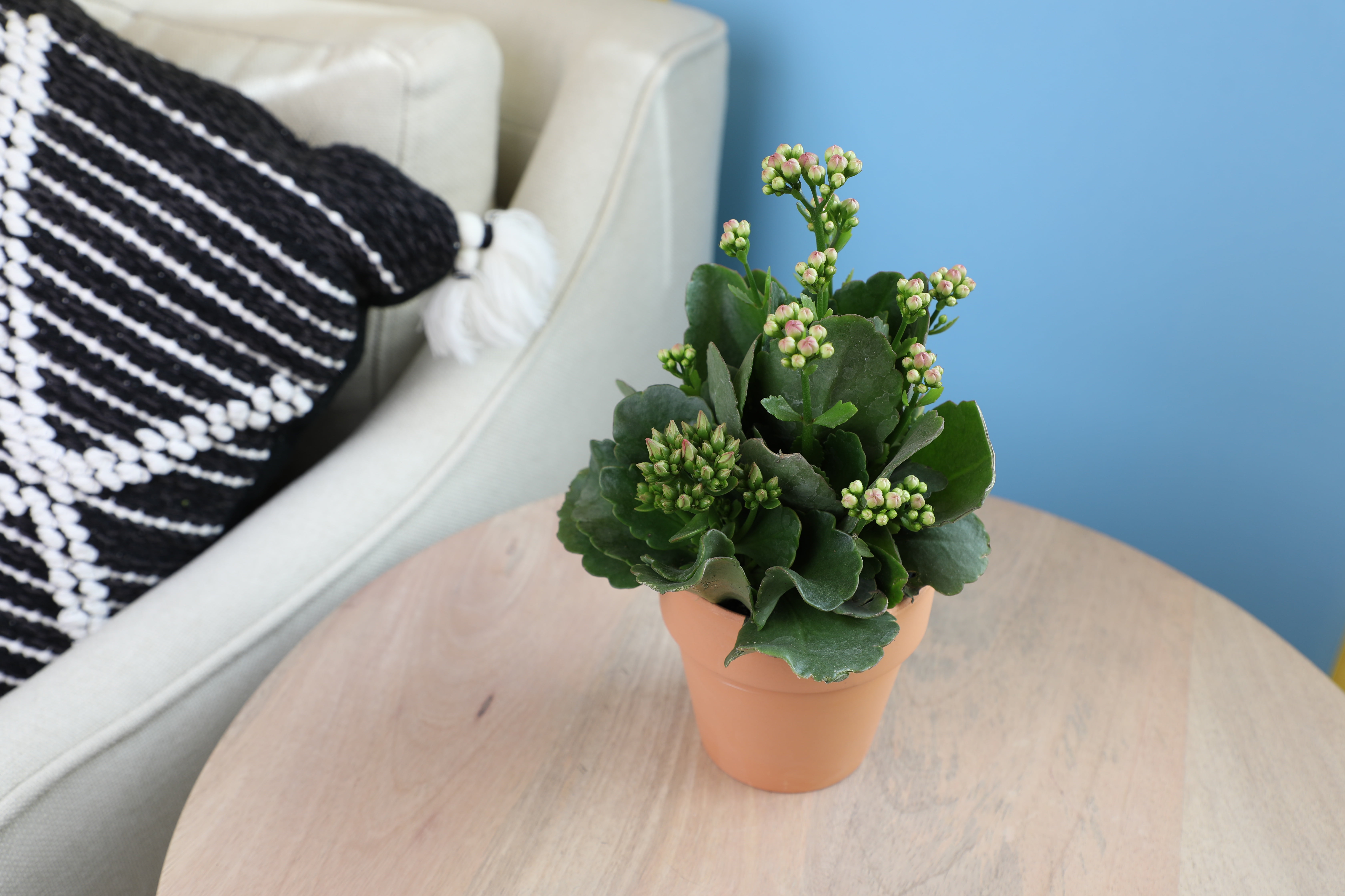 Altman Plants 3.5" Flowering Kalanchoe Live Plant with Clay Pot