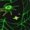 1 Black, variant on Women Crew Soft Moisture-wicking Socks Green Bright Web with Spiders Pattern Design Cotton Socks, One Size fit All