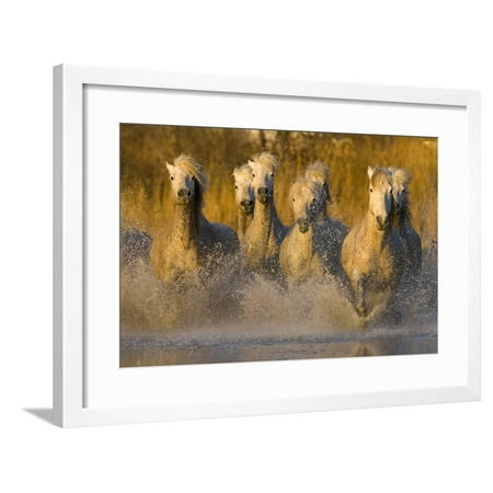 7 Running Horses Seven White Camargue Horses Running in Water, Provence, France Framed Print Wall Art By Jaynes Gallery ()