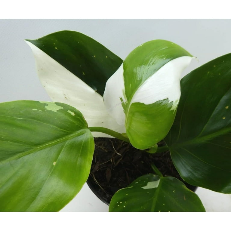 White Wizard Philodendron - Live Plant in a 4 Inch Nursery Pot -  Philodendron Erubescens White Wizard - Extremely Rare Indoor Houseplant -  Walmart.com