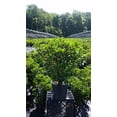 thumbnail image 3 of Raspberry Glow Mountain Laurel, 3 of 3