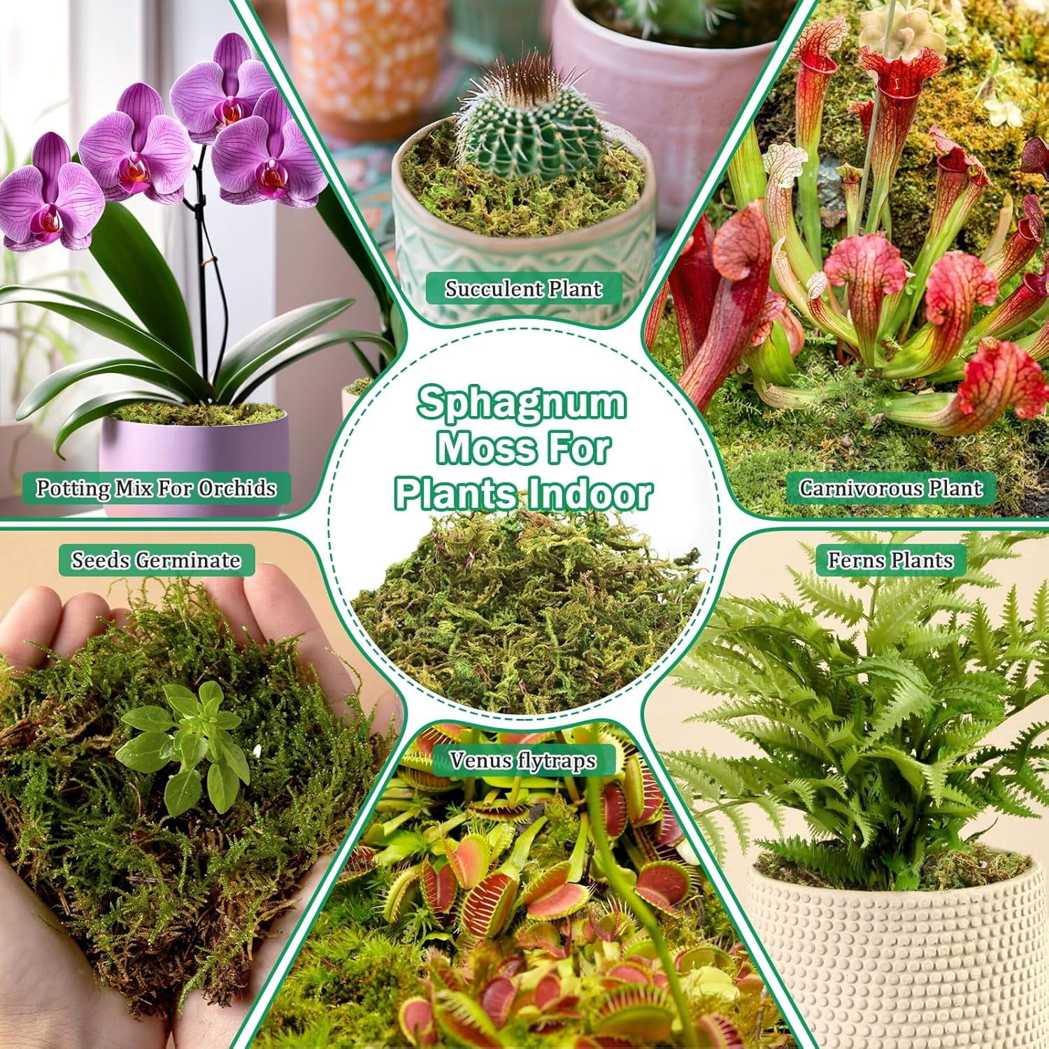 2.8LBS Premium Sphagnum Moss for Plants- 55QT Natural Dried Plant Moss for Potted Plants, Orchid Moss for Repotting, Soft Green Decorative Moss for Succulents, Reptiles & DIY Crafts