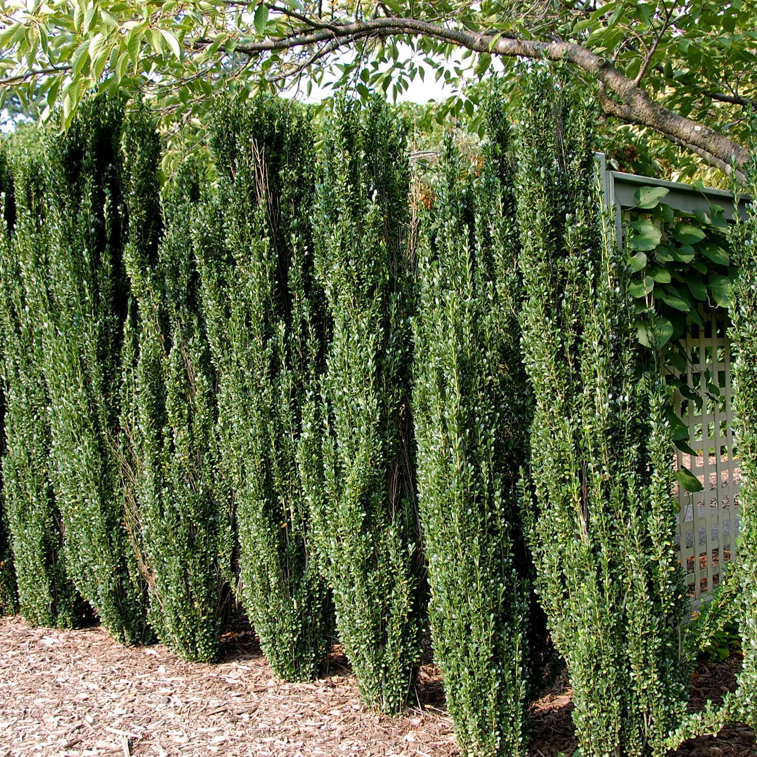 Expert Gardener Sky Pencil Holly (2.5 Quart) Narrow and Upright Evergreen Shrub - Full Sun Live Outdoor Plant