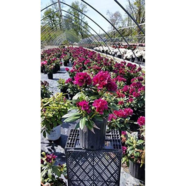Rhododendron 'Polarnacht' (Polar Night) (Rhododendron) Evergreen, dark  purple flowers, #2 - Size Container - Walmart.com