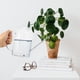 thumbnail image 3 of Regadera transparente de mano para plantas de exterior, gran capacidad, de acero inoxidable, para interior y exterior., 3 of 6