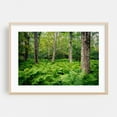 thumbnail image 2 of Shenandoah Ferns 01 - Virginia Photography Forest Nature Landscape Botanical Scenic Autumn Floral Unframed Wall Art Print 20 x 30 inches, 2 of 7