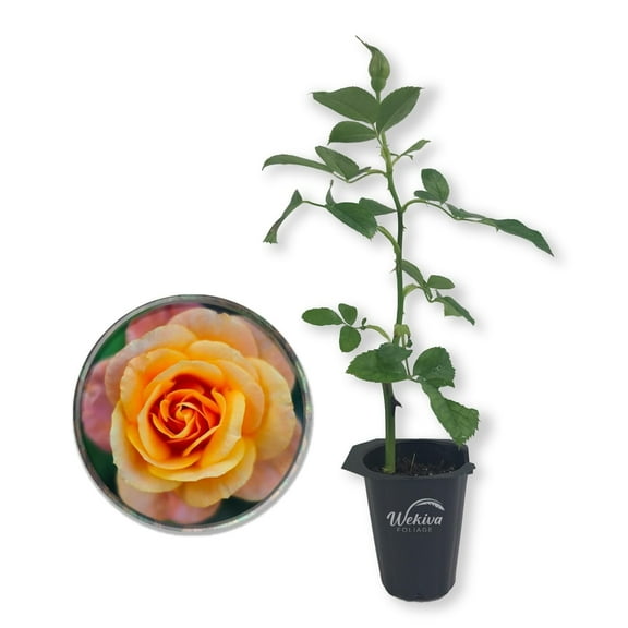 Magic Lantern Rose Bush - Live Starter Plant in a 2 Inch Growers Pot - Beautifully Fragrant Grandiflora Rose - A Versatile Beauty with a Rich Fragrance