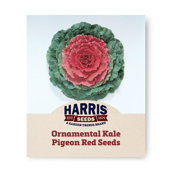 Harris Seeds - Ornamental Kale Pigeon Red F1 Seeds - Round, Wavy Leaves - 50 Seeds