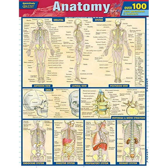 Pre-Owned Anatomy Quizzer (Quick Study Quizzer), 9781423217343, 1423217349, Paperback, Reissue edition
