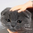 thumbnail image 3 of Human Fake Hand Cat Interactive Toys Portable Tiny Hands Flat Hand Style Durable, 3 of 5