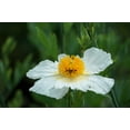 thumbnail image 4 of 1000 Seeds WHITE CALIFORNIA POPPY Eschscholzia Californica Flower Seeds, 4 of 11