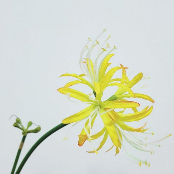 5 Pcs Spider Lilies Artificial Lycoris Bulbs With Long Stem Real Touch For Home Office Hotel Living Room Decoration