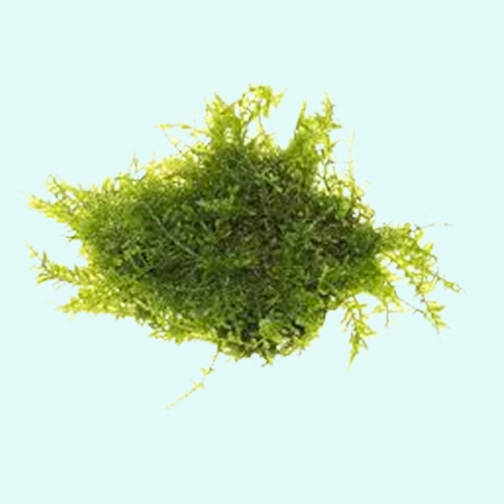 Christmas Moss "Vesicularia Montagnei" Live Aquarium Plants BUY2 GET1 FREE - image 5 of 12
