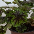 thumbnail image 2 of Southern Living Tapestry Heucherella Live Perennial in 2.5-Quart Grower Pot, 2 of 9