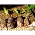 Sago Palm Bulb, Palm,Cycas Bulbs,Potted Plants,Cycadaceae, Outdoor, Indoor Plants,Sago Palm
