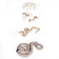 thumbnail image 4 of Snake Growth Life Cycle, PVC Miniature Snake Toy  For Renovate The Room For Gift, 4 of 8