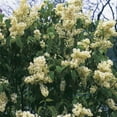 thumbnail image 4 of Primrose Yellow French Lilac Live Plant – Liner, 4 of 5