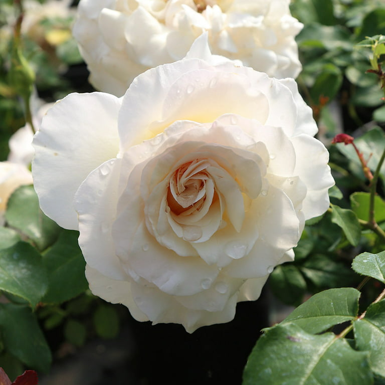 Heirloom Roses Rose Bush - The French Lace Floribunda Plant , Live White  Plants For Outdoors , Own Root Bushes For Planting , One Gallon Potted