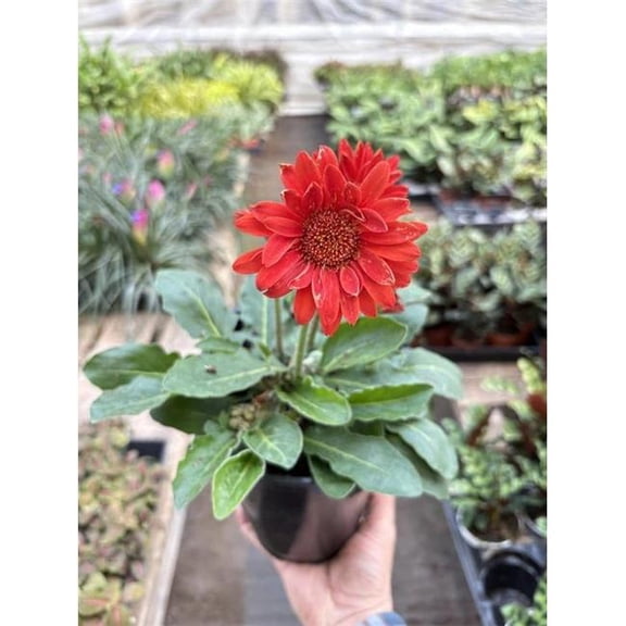 House Plant Dropship 6-GERBERA-SWEETLOVE.RED Gerbera Sweet Love Red