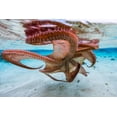 thumbnail image 2 of Gabriel, Barathieu 32x23 White Modern Wood Framed Museum Art Print Titled - The Octopus Underside, 2 of 4