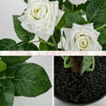 thumbnail image 3 of 15" White Roses Artificial Flowers Potted Plant Faux Silk Flower with Black Pot Fake Rose Flower Arrangements Home Decor, 3 of 7
