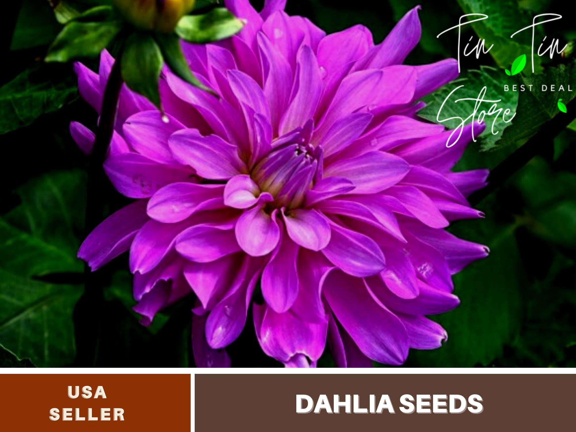 40+ Rare SeedsBluetiful Dahlia SeedsD021Authentic SeedsFlowers