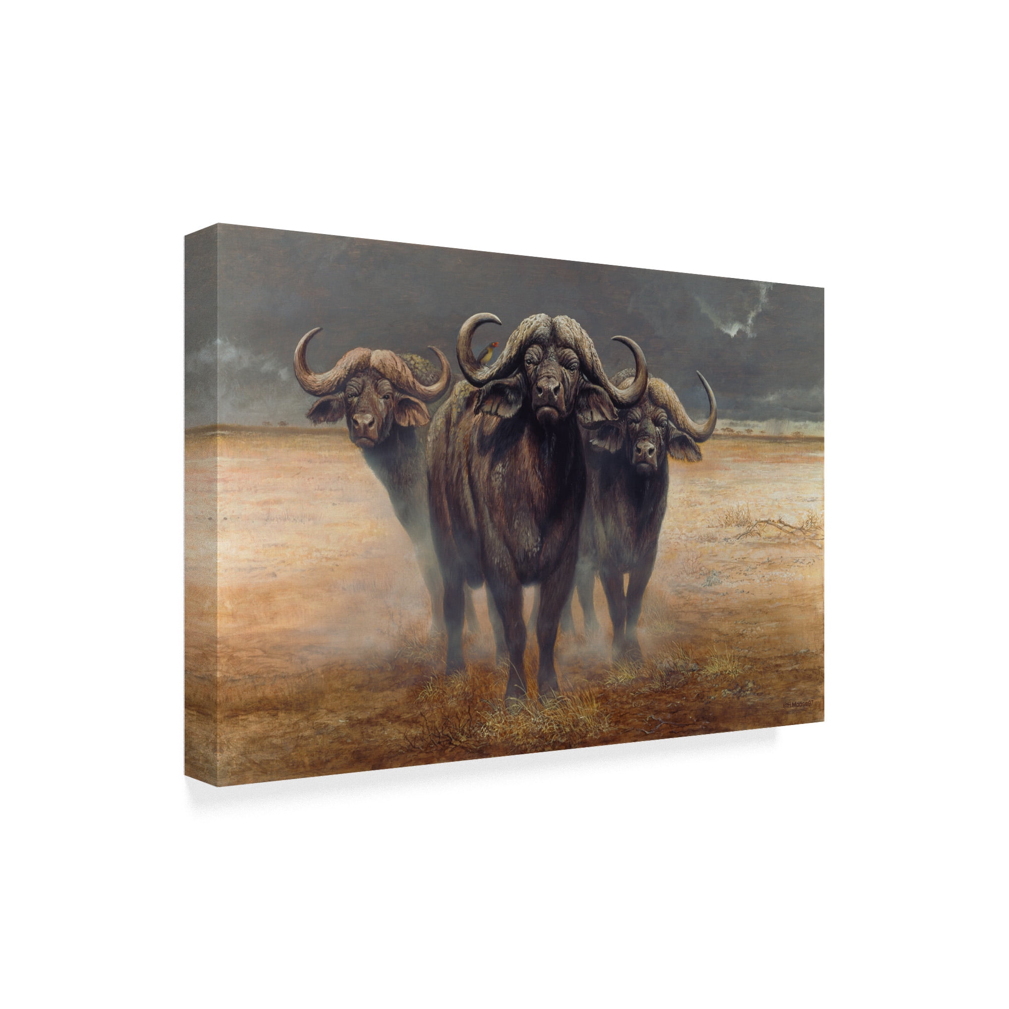 Trademark Fine Art 'Cape Buffalos' Canvas Art by Harro Maass