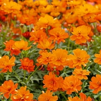 Drought Tolerant Cosmos Sulphureus Mandarin Orange Garden Flower Plant Seeds - 100 Seeds