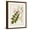 Brown Frame, variant on Art.com Vintage Flowering Trees VIII Art Print by 0 Unknown, 12" x 16"