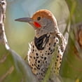 thumbnail image 2 of Fitzharris, Tim 12x12 White Modern Wood Framed Museum Art Print Titled - Northern Flicker Woodpecker, 2 of 4