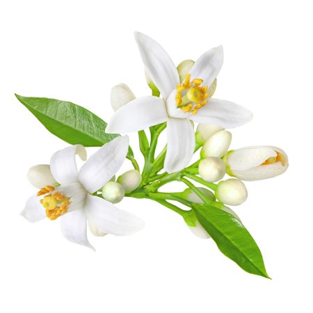 2pcs Malandel Orange Flower Water from , Imported from France - 4 ounces