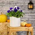 thumbnail image 4 of Expert Gardener 2.5QT Purple White Pansy Live Annual Plant Sun 3-Pack, 4 of 7