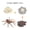 MulticolorD, variant on Iumwxz Home Trends Insect Growth Cycle Ornaments Spider-Star Tarantula Bee Life Stage Model Toys Christmas Gifts home decor christmas clearance outdoors indoor