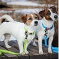 thumbnail image 5 of Ultra-Modern Waterproof Dog Leash | Anti-Slip Dog Leash for Large, Small and Medium Dogs | Strong and Durable Leash with Water & Dirt-Resistant | Great for Hiking, Training and Swimming - Black, 5 of 37