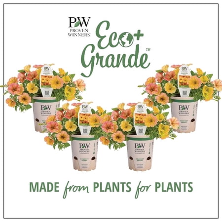 4.25 in. Eco+Grande, Supertunia Honey (Petunia) Live Plant, Yellow and Pink Flowers (4-Pack)