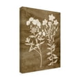 thumbnail image 2 of Trademark Fine Art 'Botanical in Taupe I' Canvas Art by Vision Studio, 2 of 4
