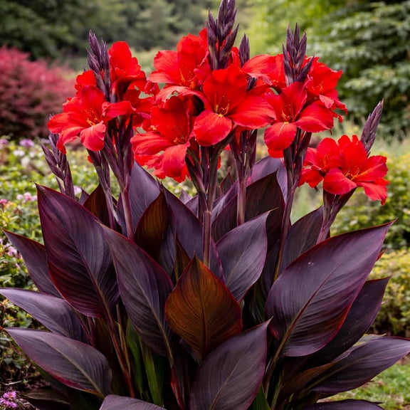 Black Knight Canna Lily Bulbs for Planting – Deep Red Blooms with Dark Burgundy Foliage – Tall Tropical Summer Flowers – 3 Premium Rhizomes
