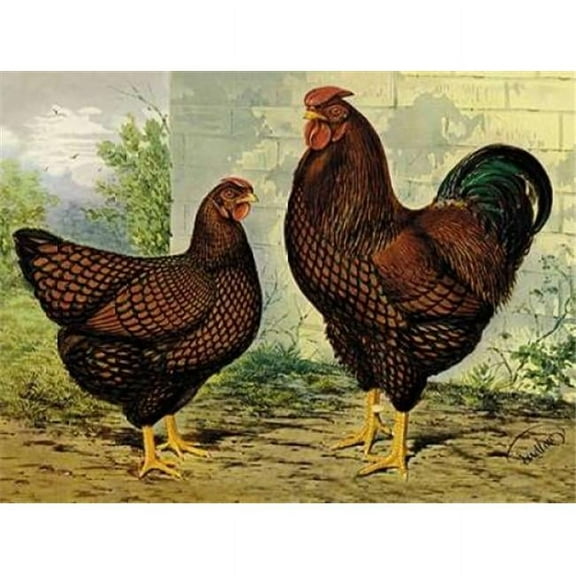 Bentley Global Arts PDX454837LARGE Chickens - Golden Wyandottes Poster Print by Lewis Wright, 18 x 24 - Large