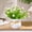 White, variant on Mini Potted Artificial Flowers, 7.8in Fake Daisy Plants with White Ceramic Pots for Home & Office Decor