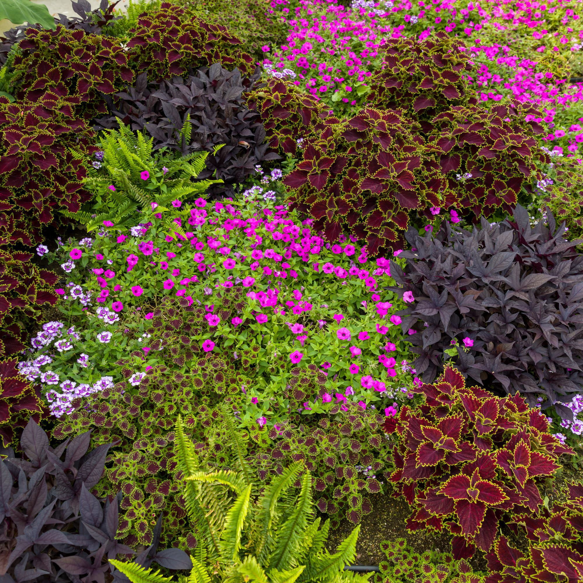 Proven Winners 4" Multicolor ColorBlaze Chocolate Drop Coleus Live Plant in 4.25" Pot (4 Count)