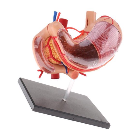 fashionhome 2:3 Human Human Stomach Pancreas with Statue School Internal Organs Model Anatomy Study